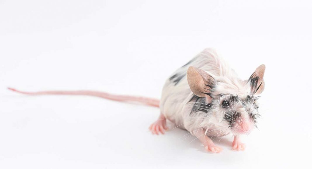 Can Mice Swim Or Do They Prefer To Stay On Dry Land?