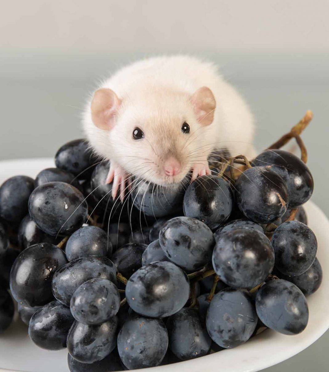 Can Rats Eat Grapes As A Tasty Fruity Treat?