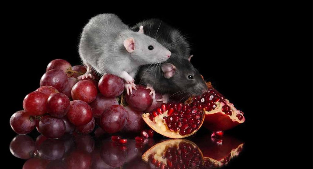 Can Rats Eat Grapes As A Tasty Fruity Treat?