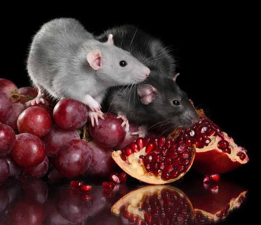 Pet Rats Archives - Squeaks and Nibbles