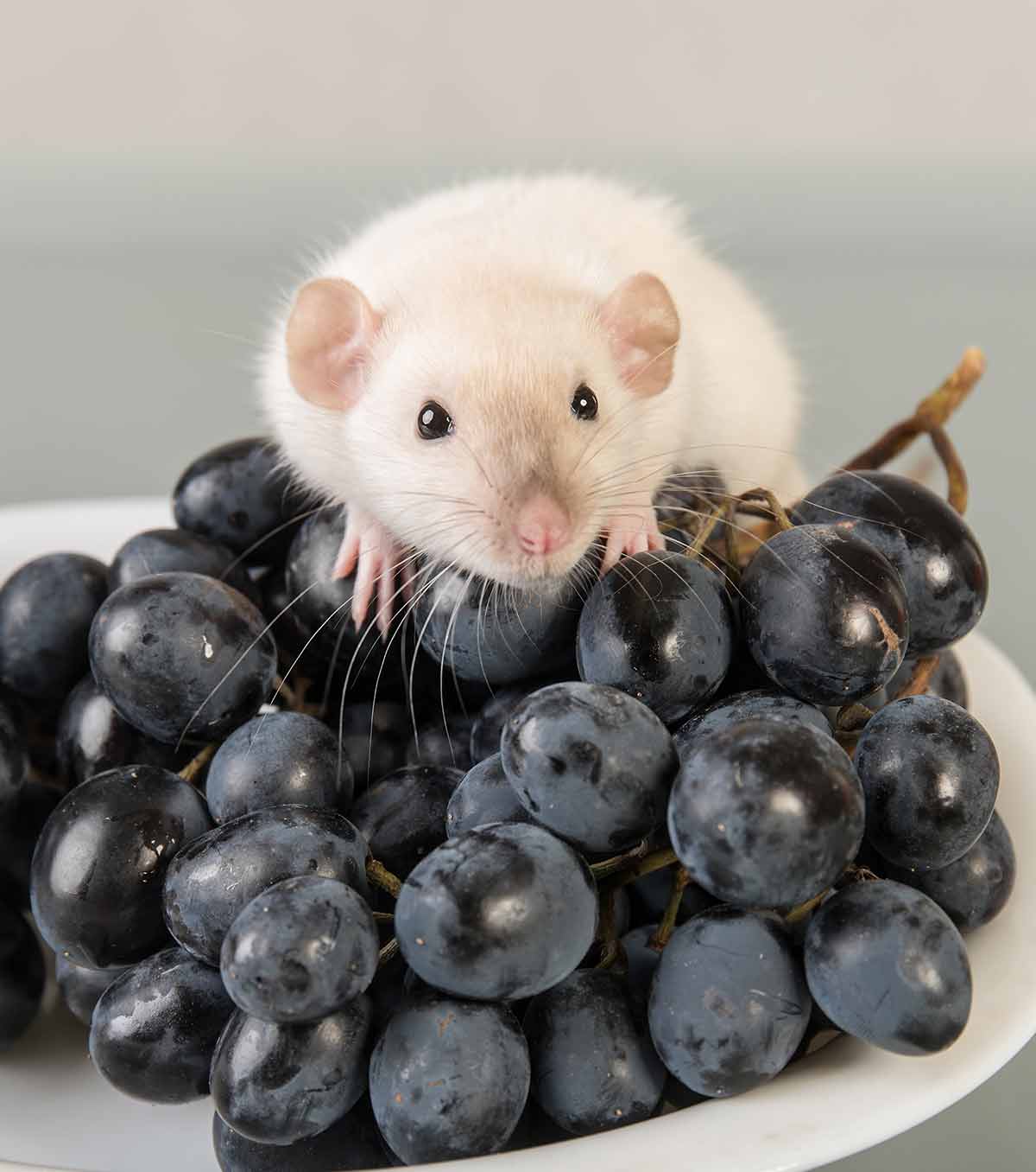 can rats eat grapes