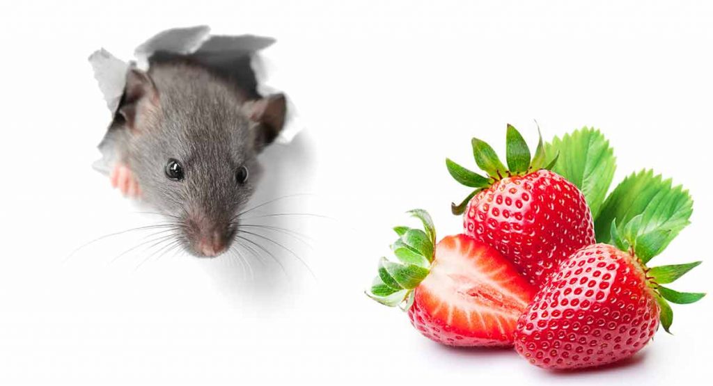 Can Rats Eat Strawberries Or Are They Best Avoided?