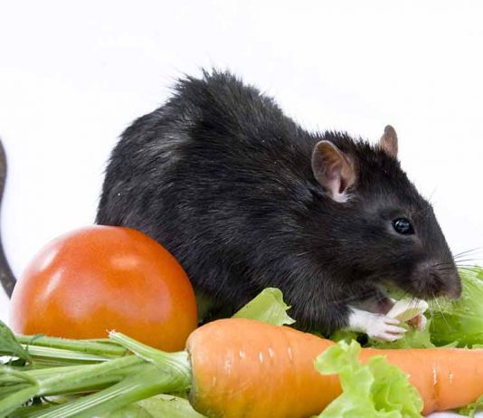 can rats eat tomatoes