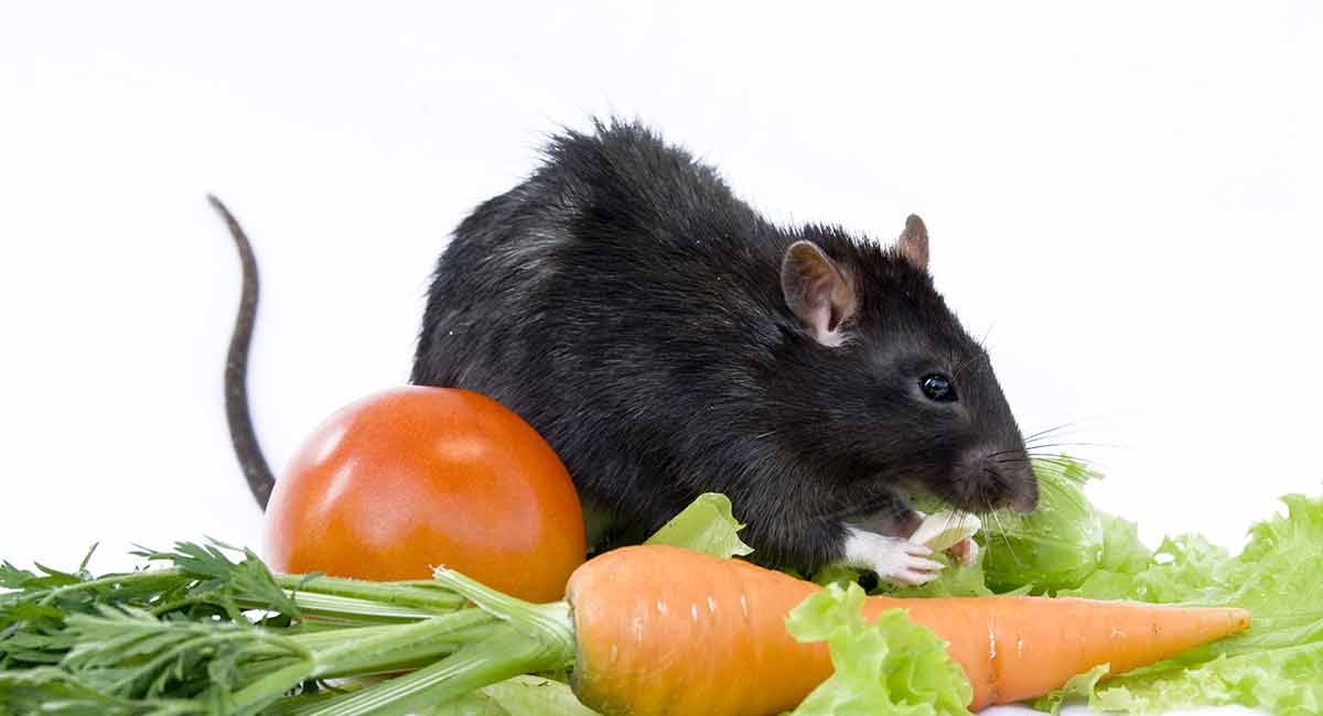 Can Rats Eat Tomatoes Safely As A Snack?