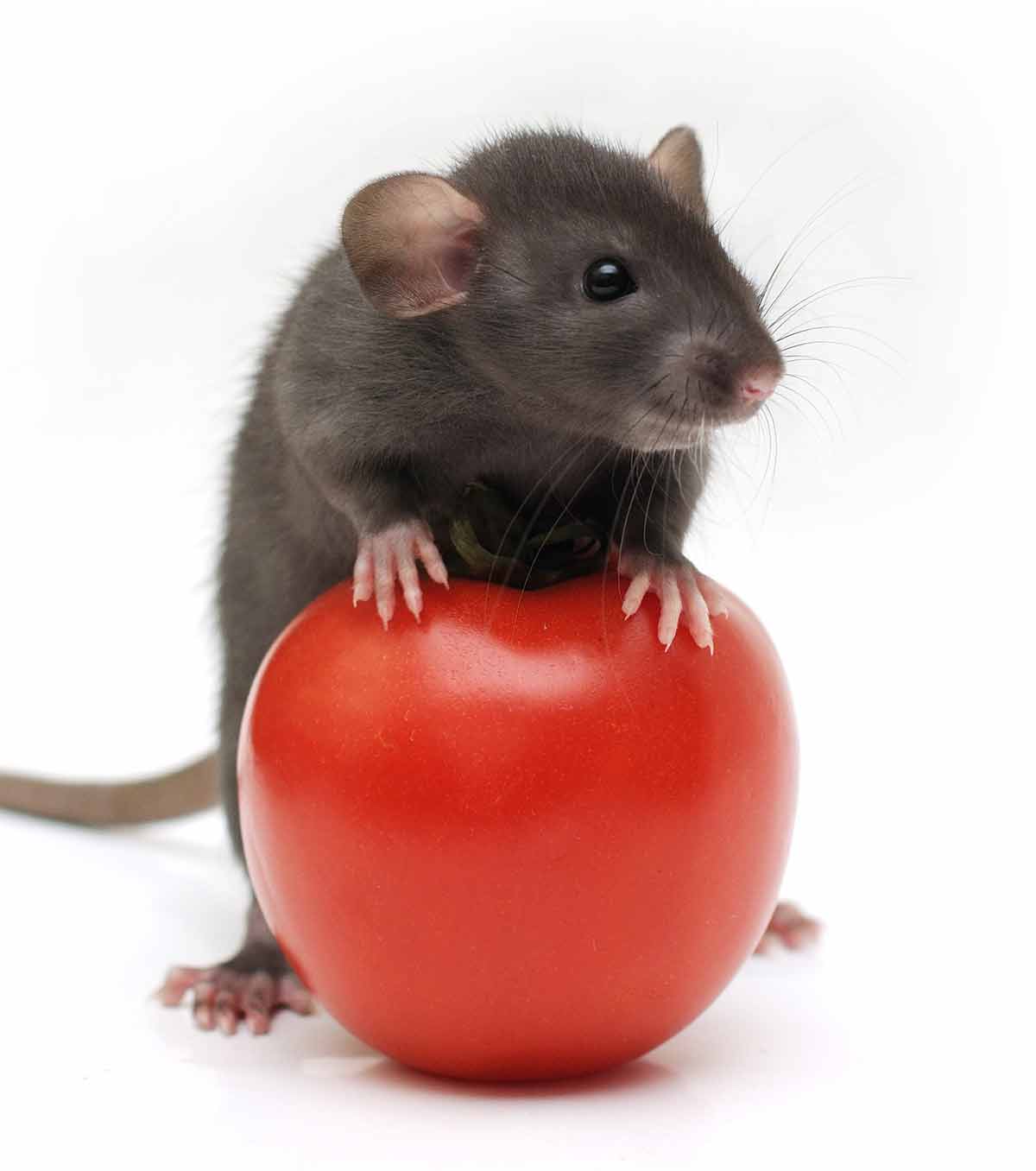 Rat Can Eat Tomato at Lulu Rosen blog