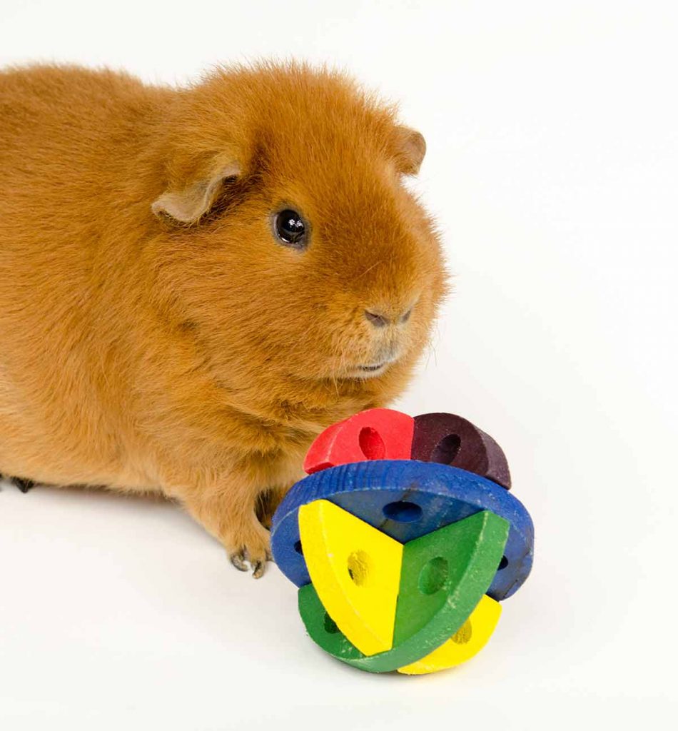 guinea pig soft toy