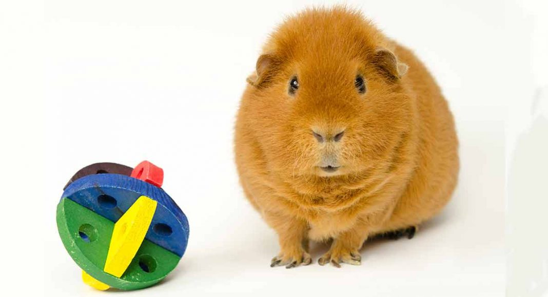 guinea pig cuddly toy