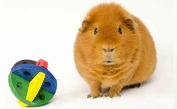 best guinea pig chew toys