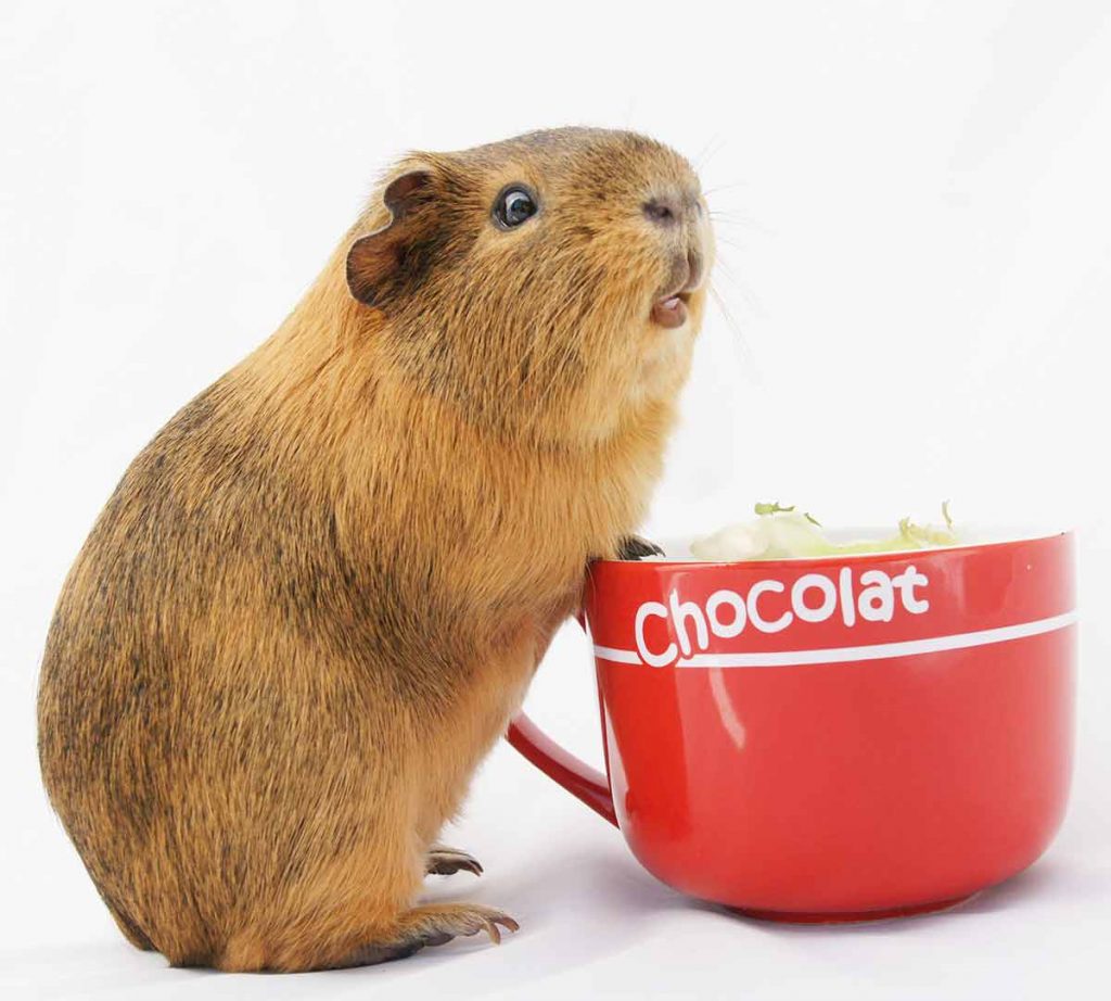 Guinea Pig Foods To Avoid Keeping Your Pet Safe