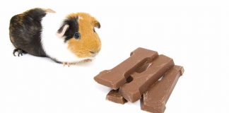 guinea pig foods to avoid