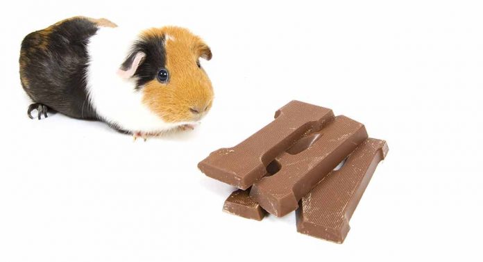 guinea pig foods to avoid