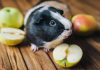 Picture of DIY Guinea Pig Toys - The Best Guinea Pig Toys You Can Make