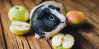 guinea pig safe foods