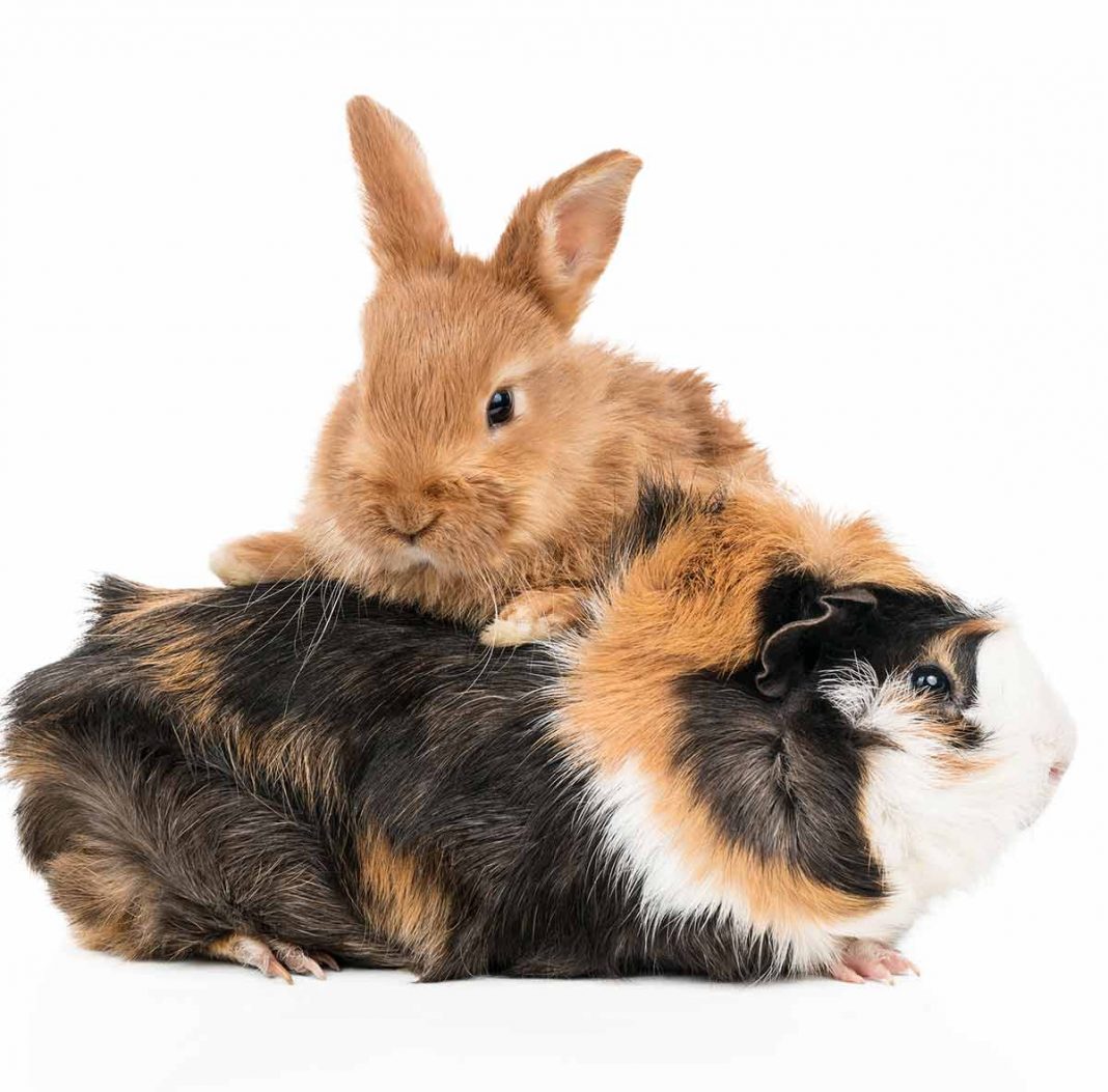 Guinea Pig Vs Rabbit Which Makes The Best Pet