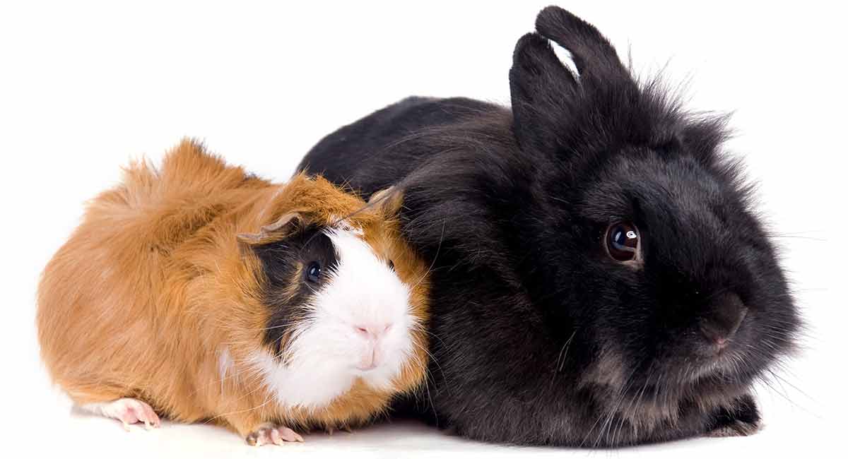 rabbit or guinea pig for pet