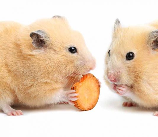 hamster safe foods