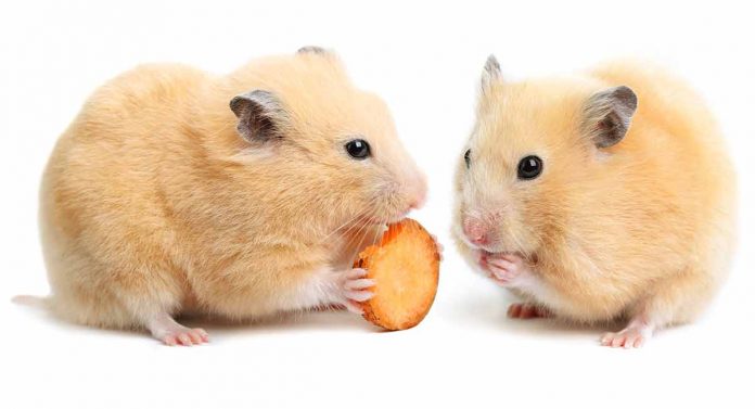 hamster safe foods