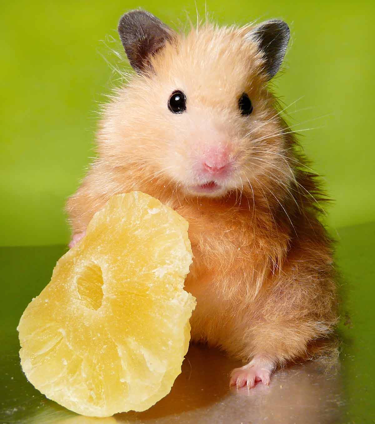 can dwarf hamsters eat apples