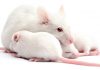 Chinchilla vs Guinea Pig – Which Is The Best Pet For You?