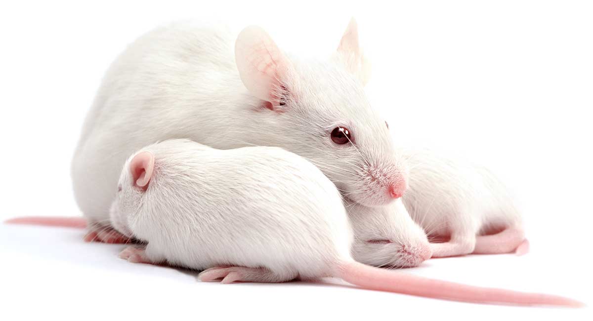 How Long Do Mice Live A Guide To Mouse Lifespan