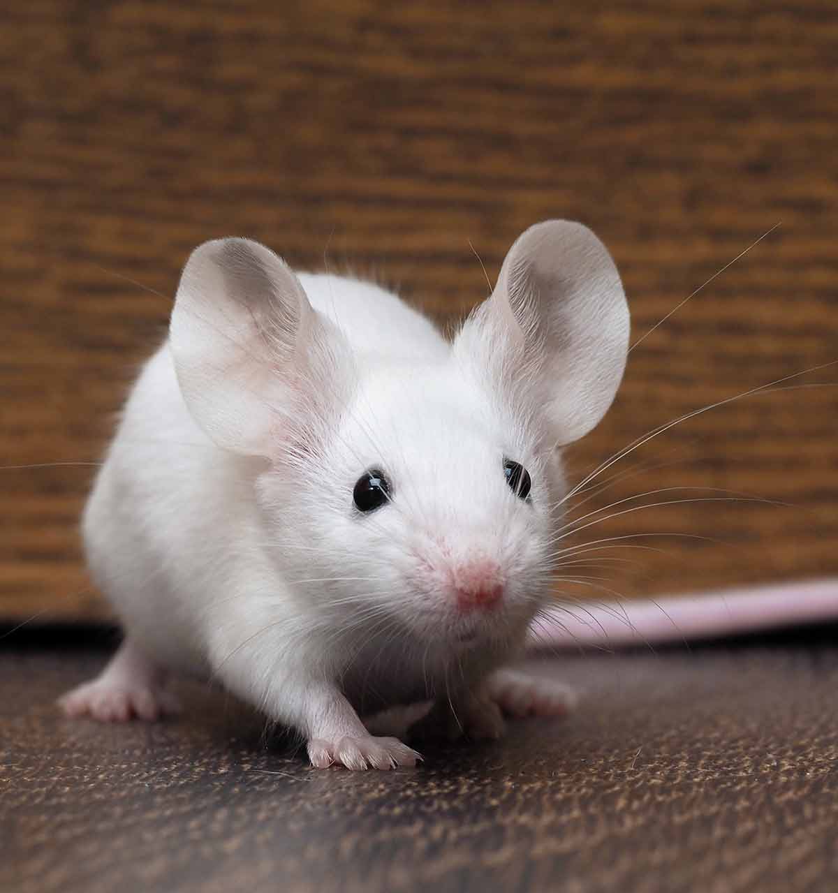 How long does pet mouse live