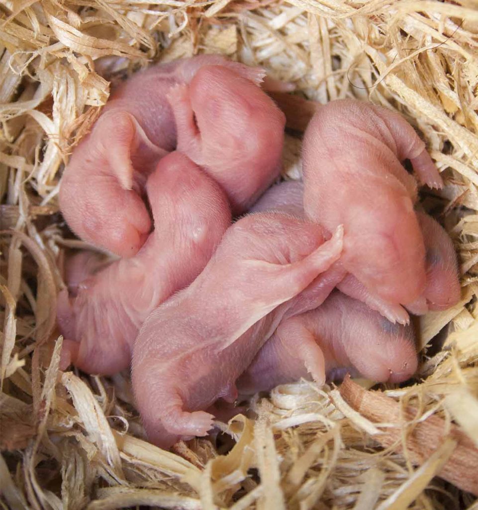 Your Pregnant Hamster How To Care For Her During Pregnancy & Birth