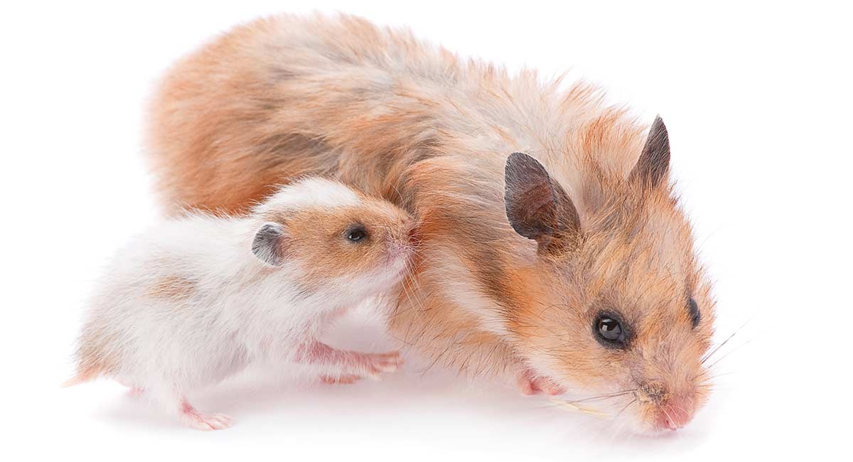 Your Pregnant Hamster Spotting The Signs And How To Care For Her
