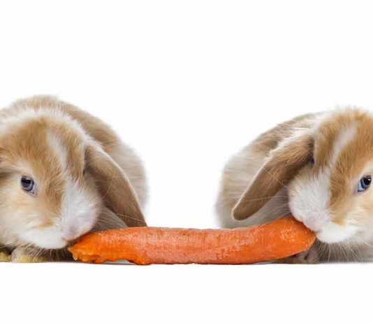 rabbit safe foods
