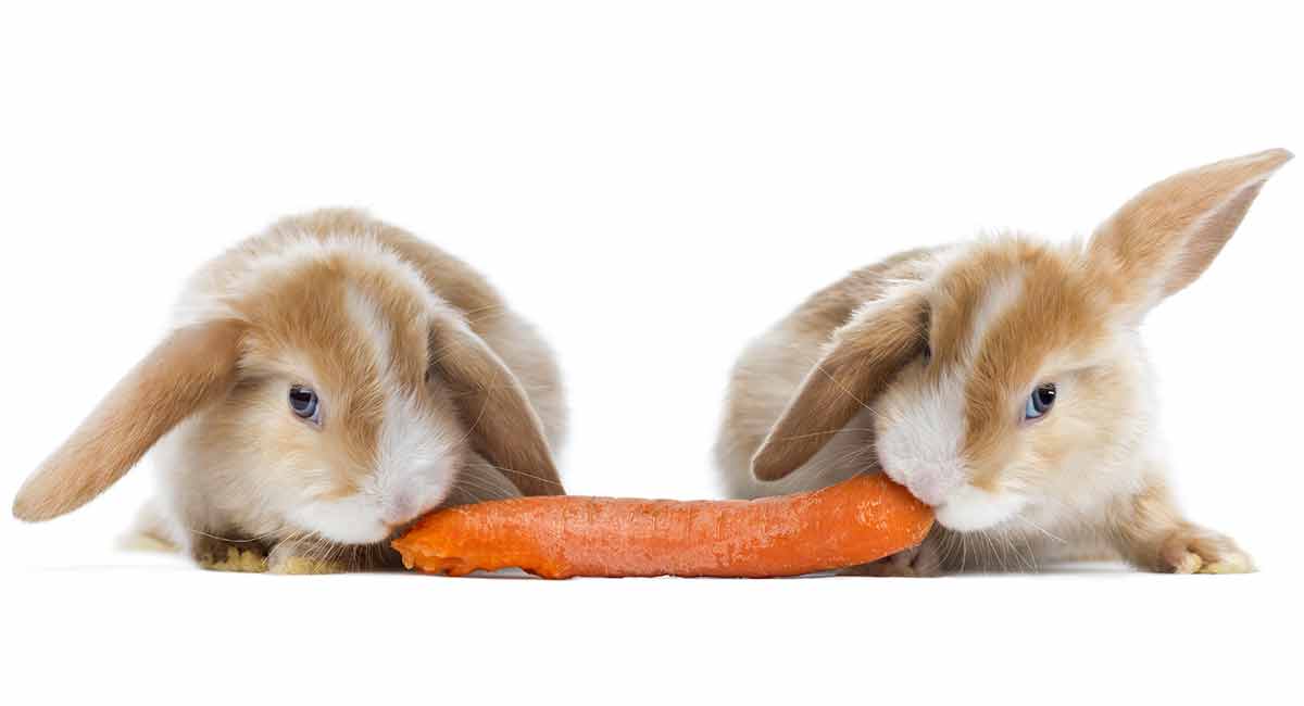 best food for rabbits in summer