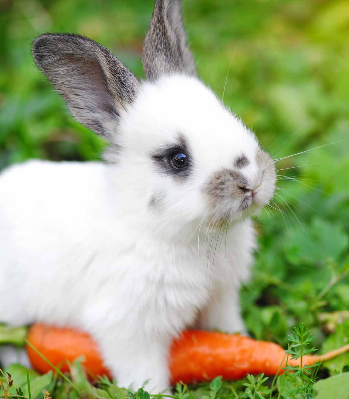 rabbit safe foods