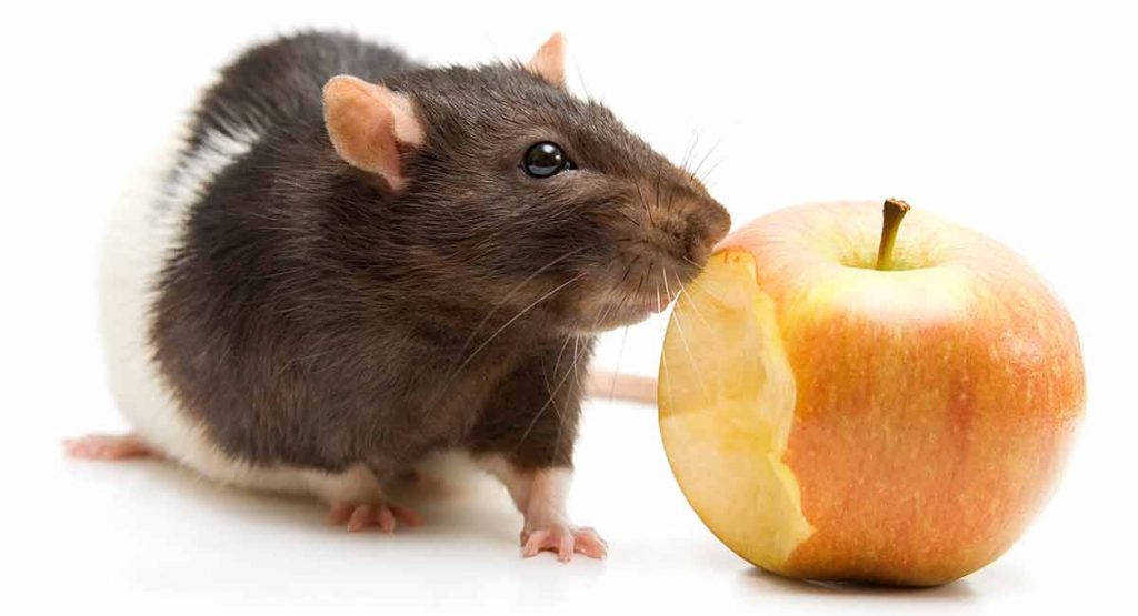 25 Safe Foods for Rats and 20 to Avoid As They Are Dangerous!