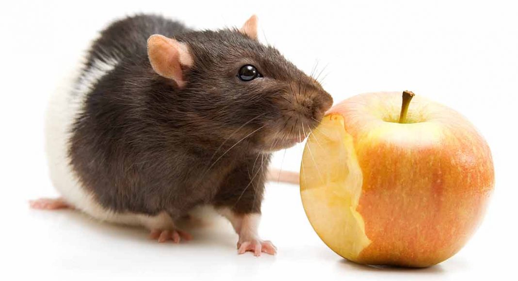 25 Safe Foods for Rats and 20 to Avoid As They Are Dangerous!