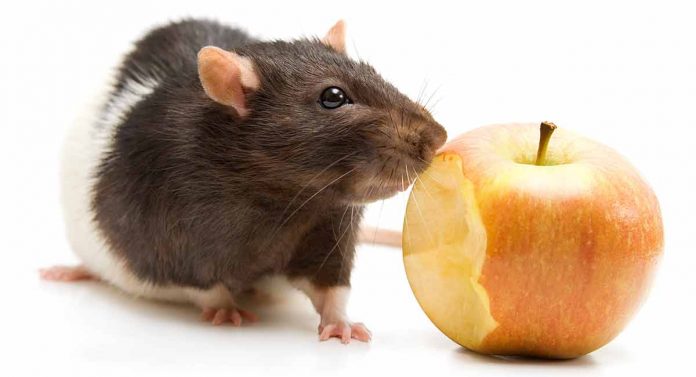 safe foods for rats