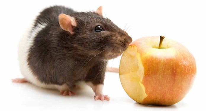 aliments sûrs pour les rats