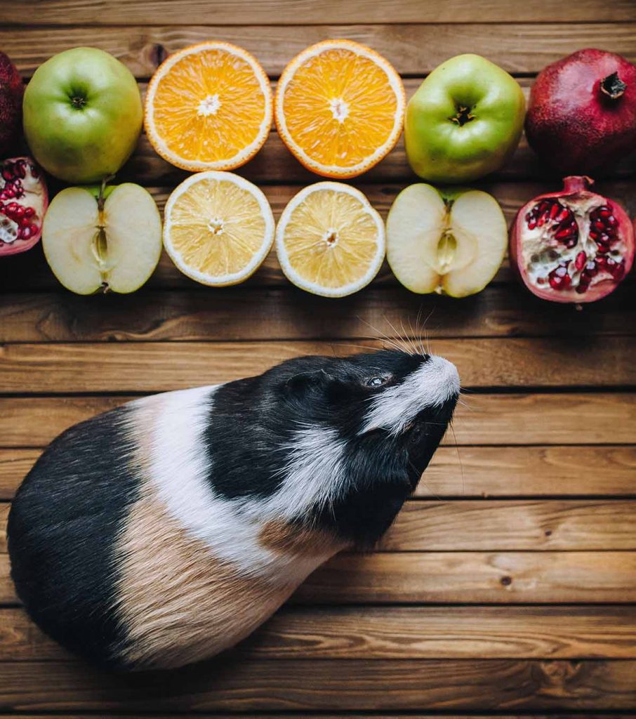 Vitamin C For Guinea Pigs A Vital Supplement For Staying Fit Healthy Vitamin C For Guinea Pigs A Vital Supplement For Staying Fit Healthy