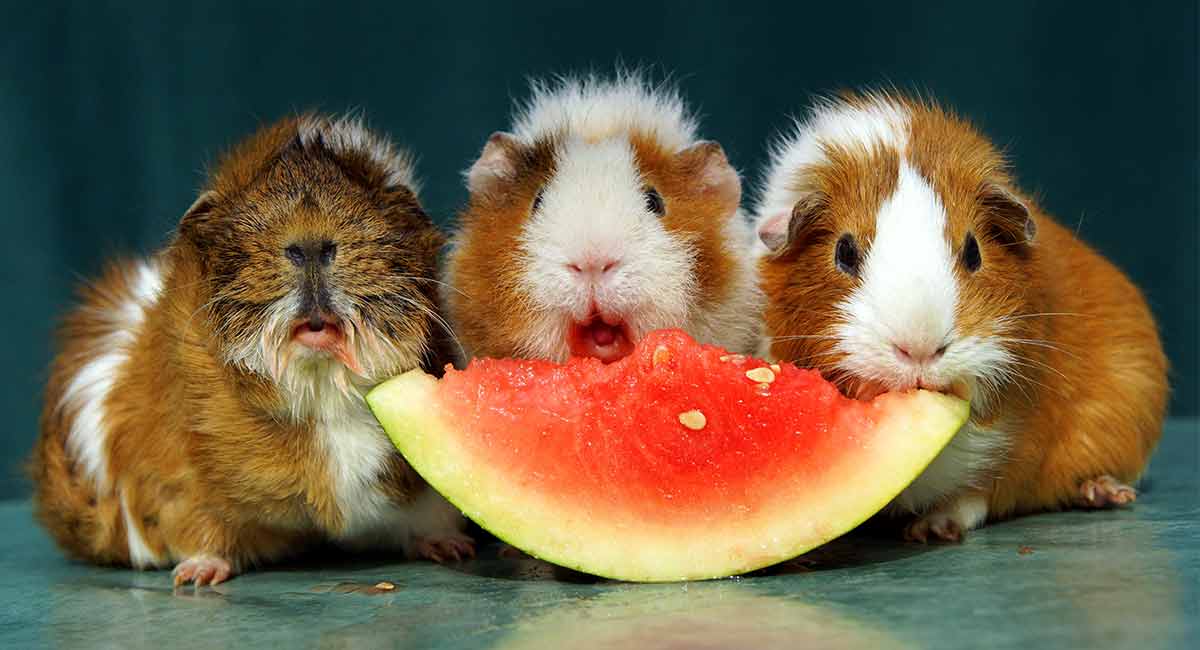 guinea pigs need vitamin c