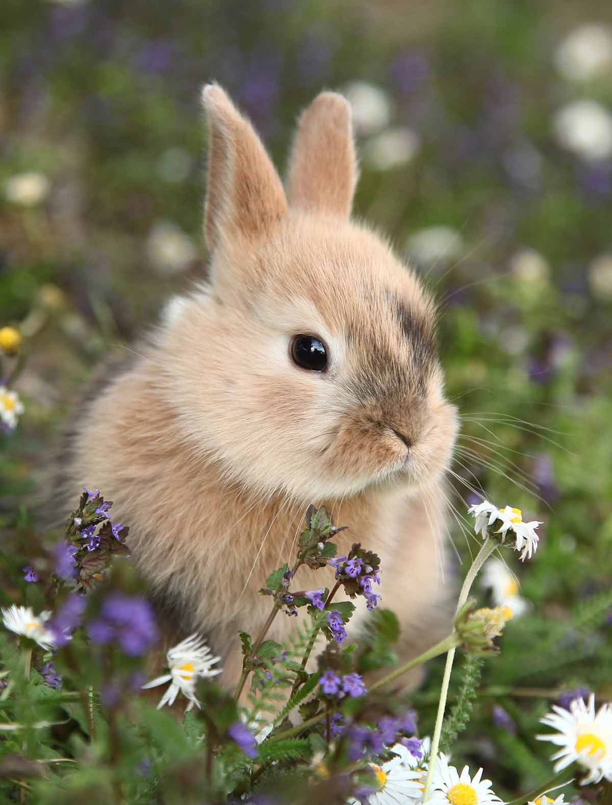 What Sound Does A Rabbit Make? Your Bunny Noise Guide