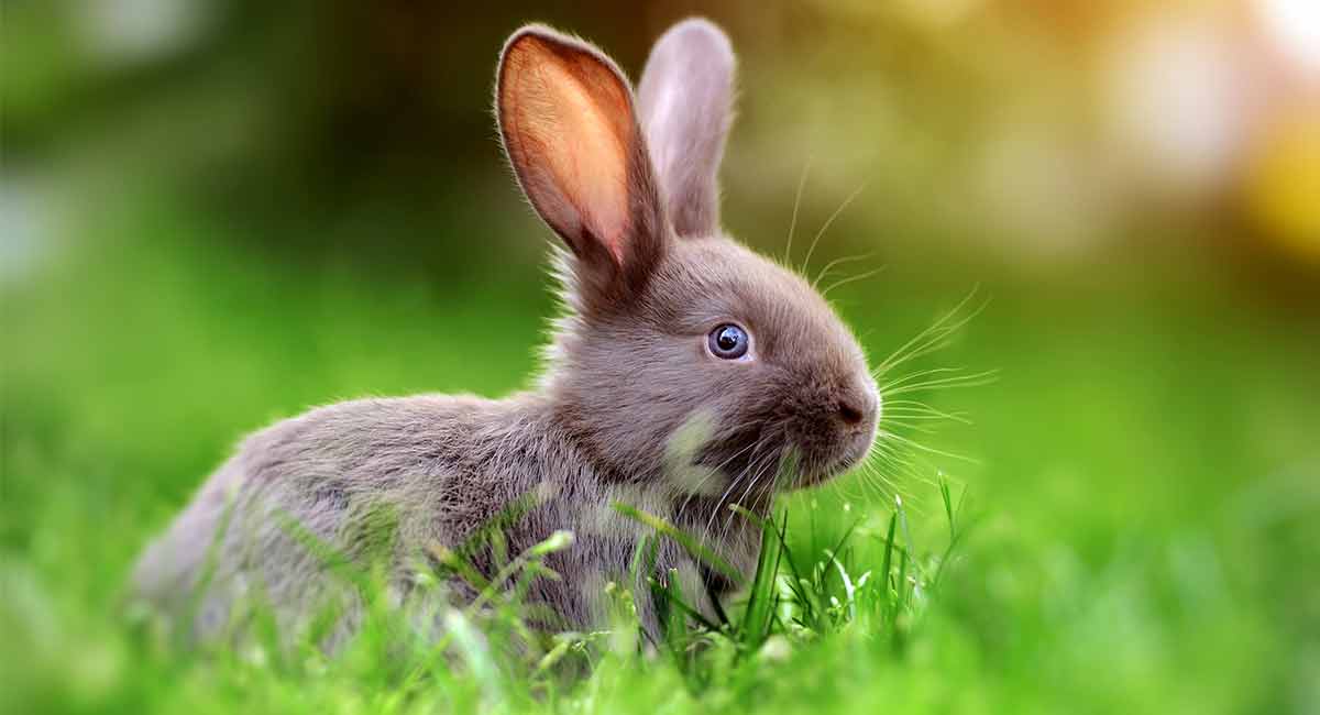 Rabbit-in-Distress Mini Predator Call Green