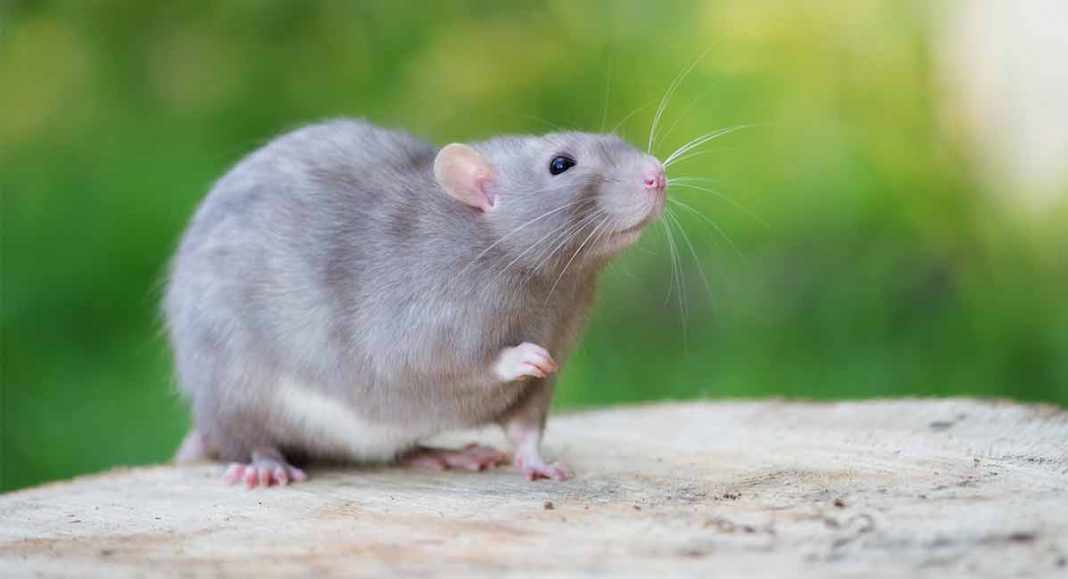 What Sound Does A Rat Make? Learn What He’s Saying