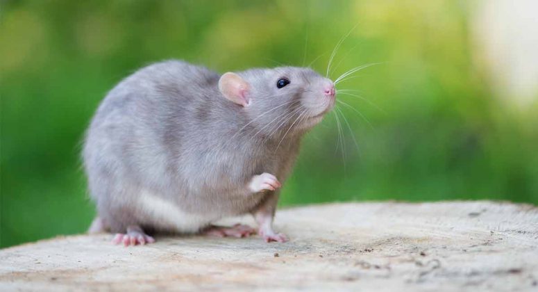 What Sound Does A Rat Make? Learn What He’s Saying