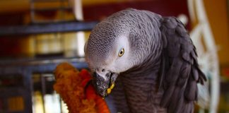 african grey parrot food