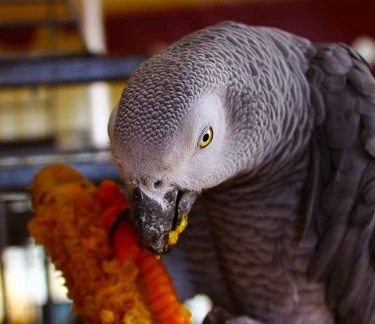 african grey parrot food