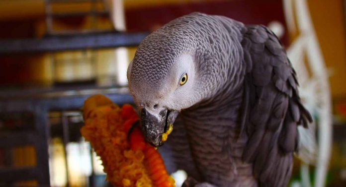 choosing-african-grey-parrot-food-healthy-diets-for-happy-birds