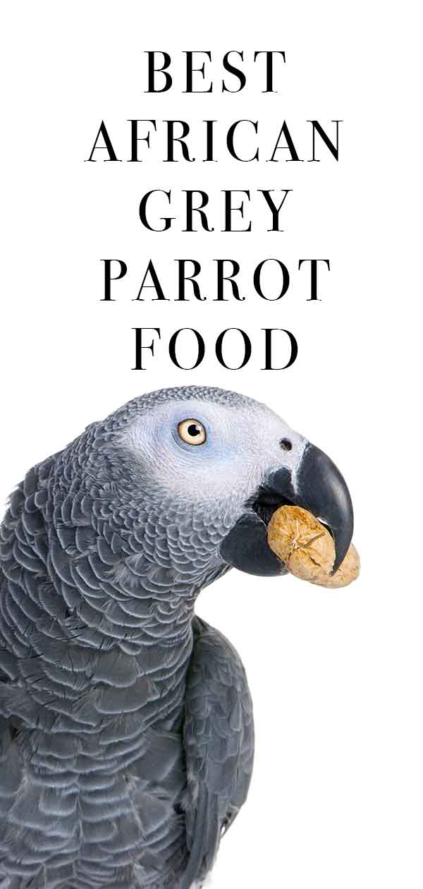 African grey hot sale parrot food