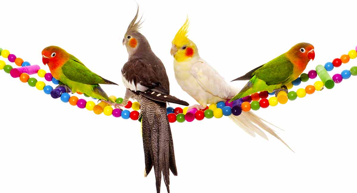 are dog rope toys safe for birds