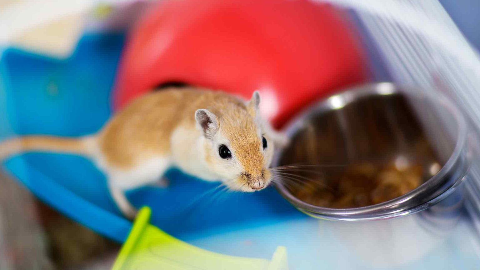 Gerbil Lebensdauer Wie lange leben Rennmäuse als Haustiere und in freier Wildbahn? Krediblog