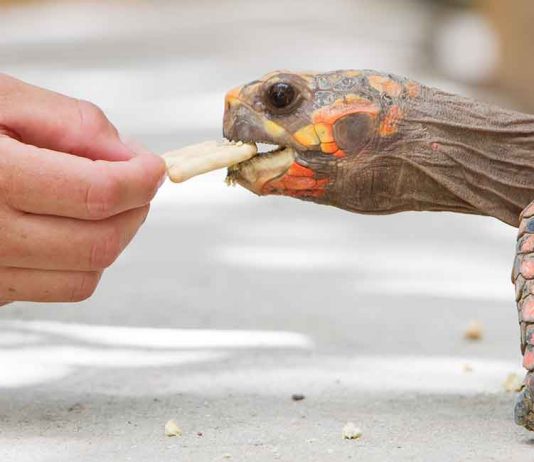 red footed tortoise diet