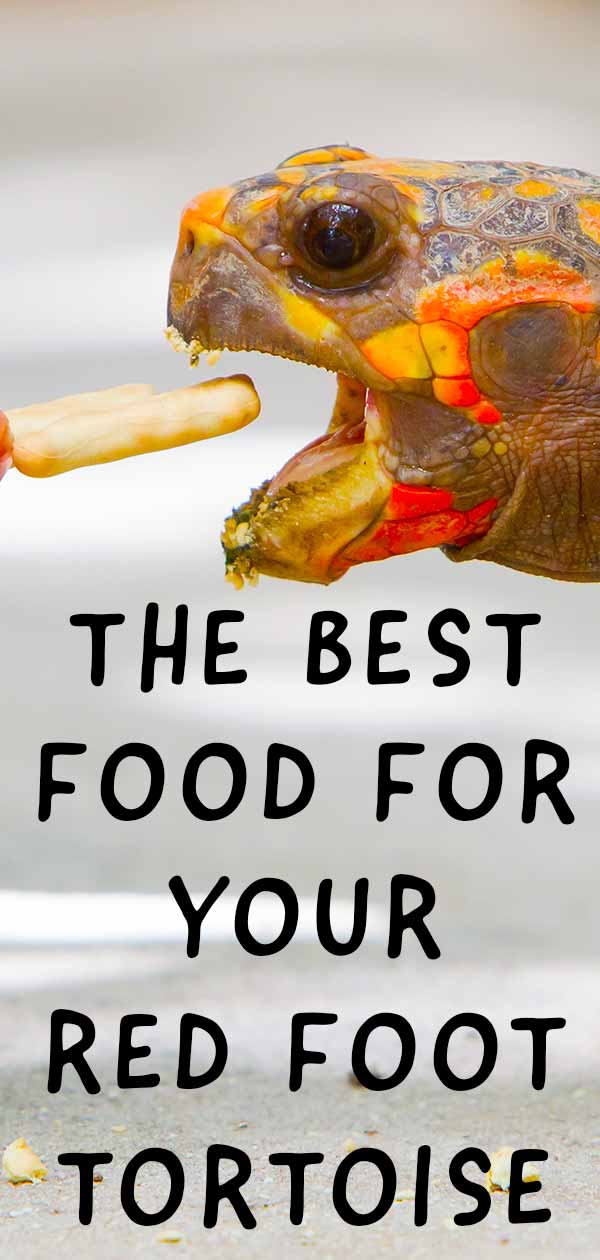 Red Footed Tortoise Diet - What To Feed Your Pet