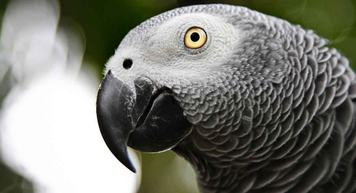 belby parrot