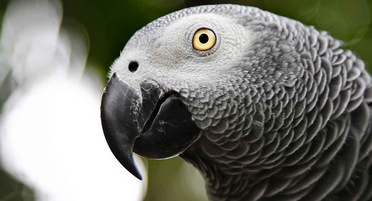 African Grey Parrot Lifespan How Long Do Parrots Live,Best Washing Machines For The Money